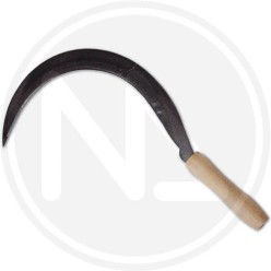 falciola dentata papillon